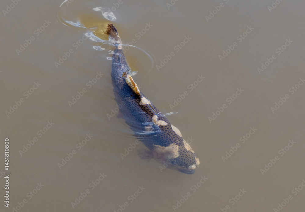 A trout fish in water infested with cotton molds -Saprolegnia disease