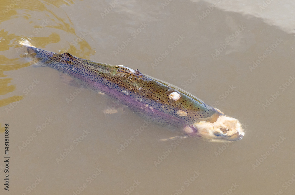 A trout fish in water infested with cotton molds -Saprolegnia disease