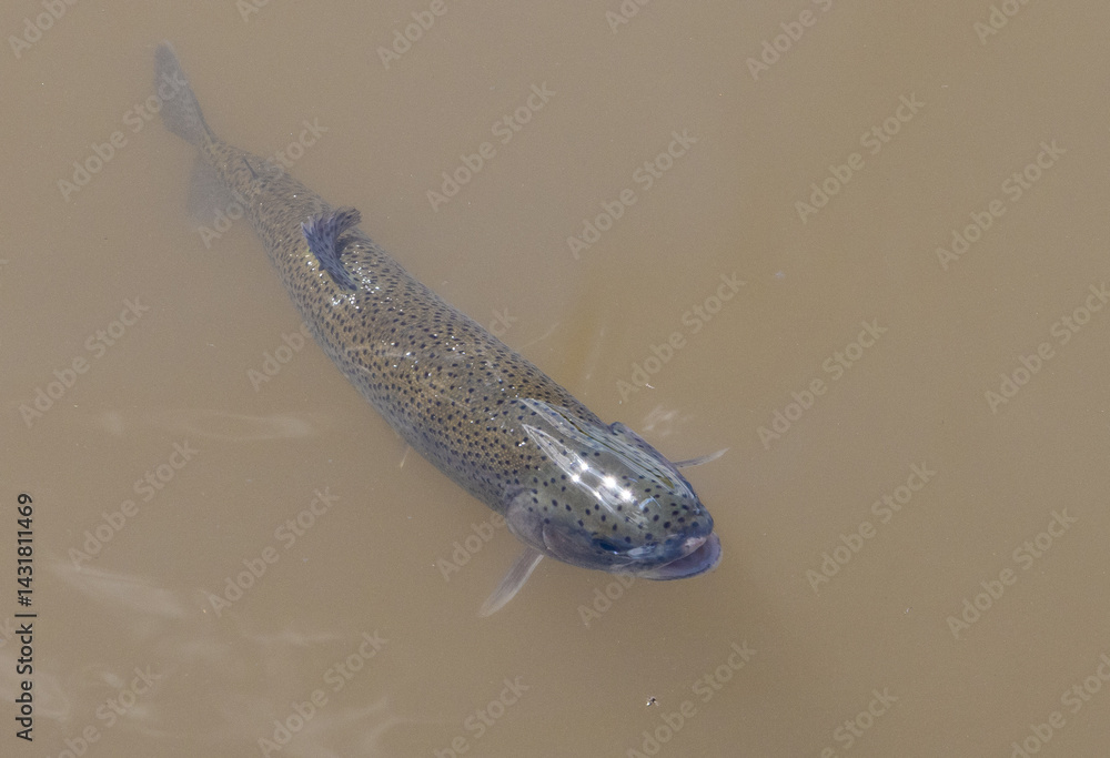 Close-up of a trout swimming in the surface water