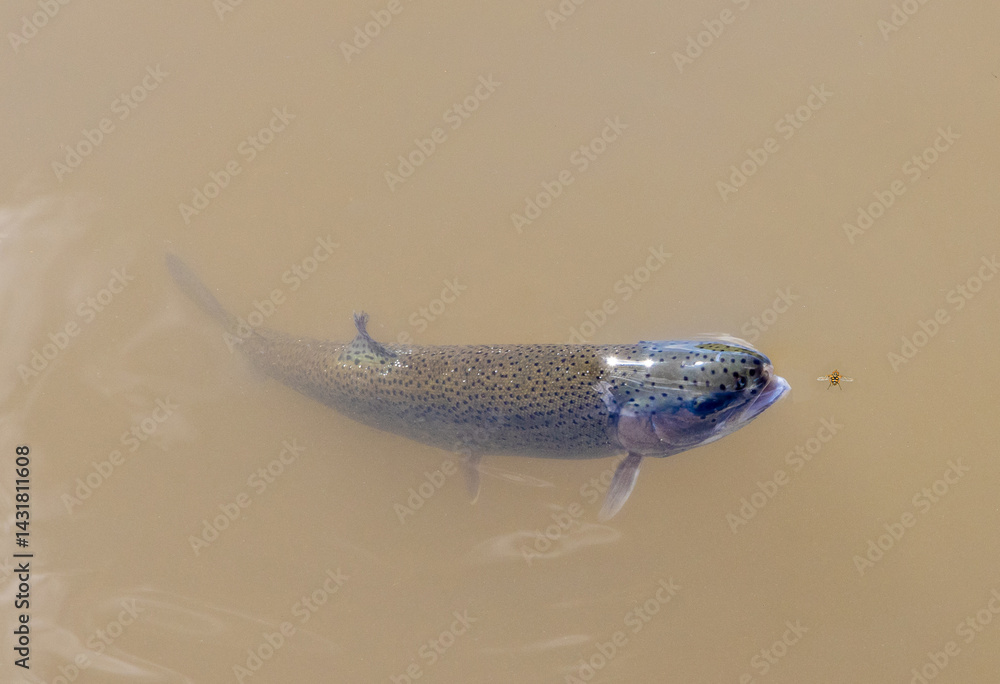 A trout attacking an insect. A trout that wants to eat a fly.