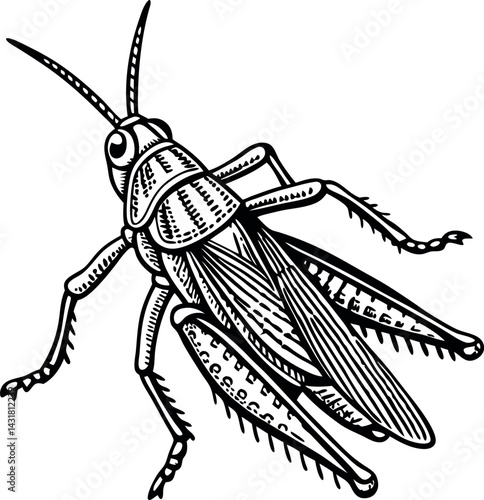 Drawing of a Grasshopper. Insect Art for Educational Use.