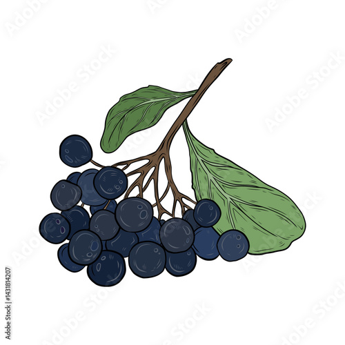 Vector chokeberry. Hand drawn graphic, vector botanical illustration. Chokeberry, berries on a branch with leaves. Drawing for design and packaging.