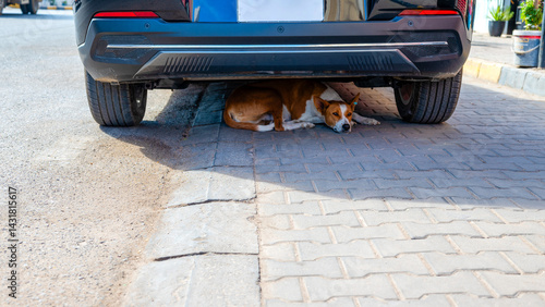 Stray dog ​​lying under a car hiding from the heat and the sun