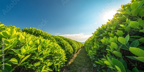 Sunlit Green Hedge Rows Low...