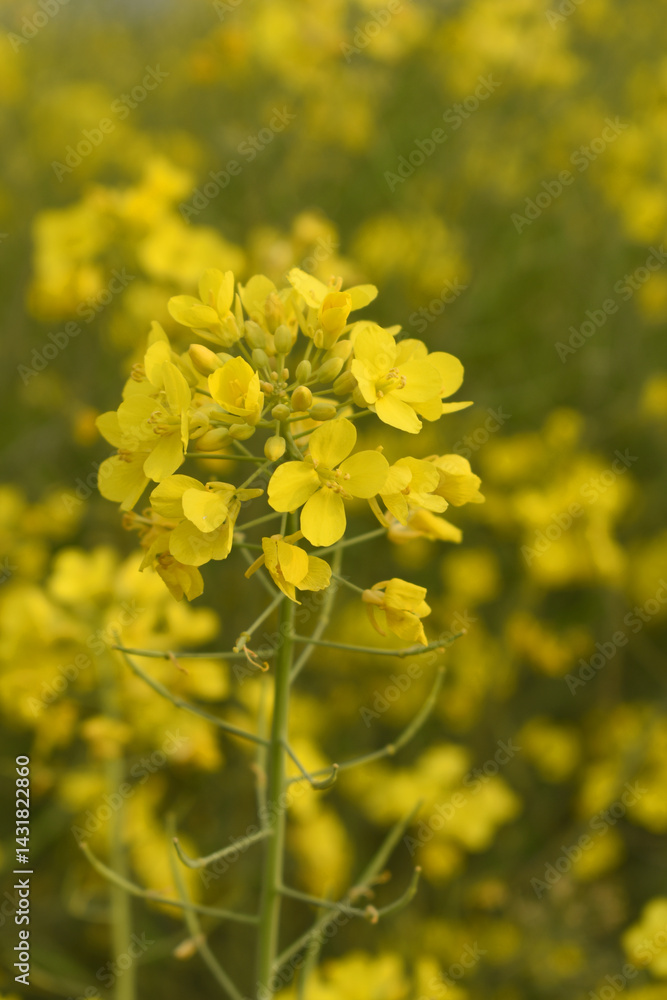 Mustard flower field is full blooming, yellow mustard field landscape industry of agriculture, mustard flowers closeup photo, Oil seed crop cultivation in Pakistan, Full Blooming Yellow Mustard Flower Mustard flower field is full blooming, yellow mustard field landscape industry of agriculture, mustard flowers closeup photo, Oil seed crop cultivation in Pakistan, Full Blooming Yellow Mustard Flower