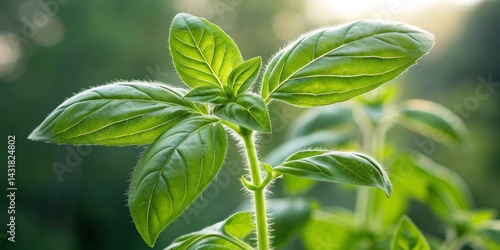 Vibrant Basil Close-Up Macr...