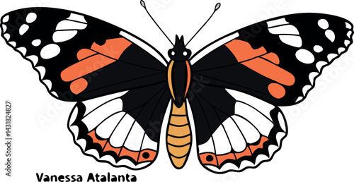 Vanessa Atalanta Butterfly Vector Art. Detailed Insect Design.