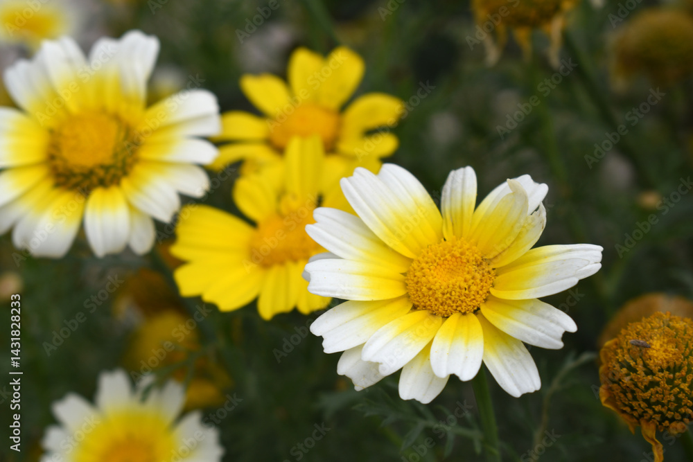 Obraz premium White Yellow Crown Daisy, Close-up of a white and yellow crown daisy flower, blooming in nature, Close-up shot of beautiful White yellow Crown Daisy flower (Chrysanthemum coronarium), Crown Daisy,