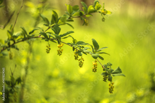 yellow flowers in spring