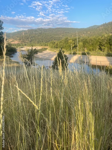 Wild wheat in a mountain meadow overlook the Bitterroot River in Western Montana. 