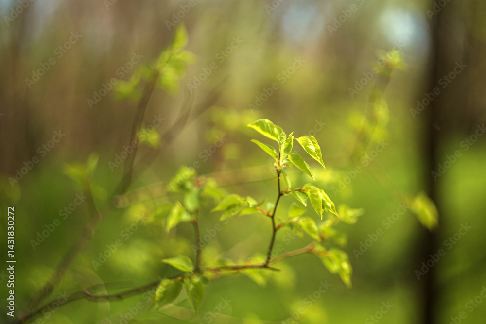 green leaves in spring green leaves in spring