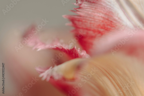 close up of a pink flower