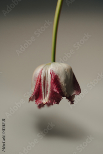 red and white tulip bud upside down