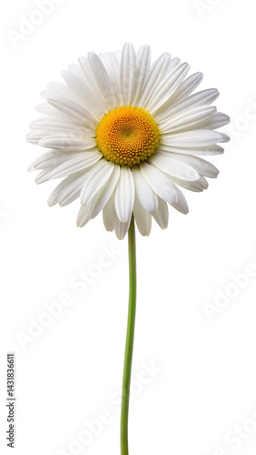 Wallpaper Mural Isolated Daisy Flower with White Petals and Yellow Center on Trensprent  Background png Torontodigital.ca