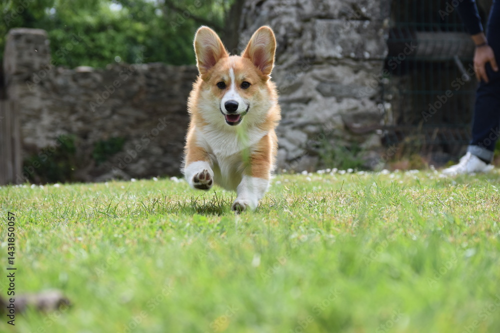 Cute Pembroke Welsh Corgi dog sitting on green grass in a sunny garden, tongue out, looking happy and playful. Perfect summer pet portrait. Cute Pembroke Welsh Corgi dog sitting on green grass in a sunny garden, tongue out, looking happy and playful. Perfect summer pet portrait.