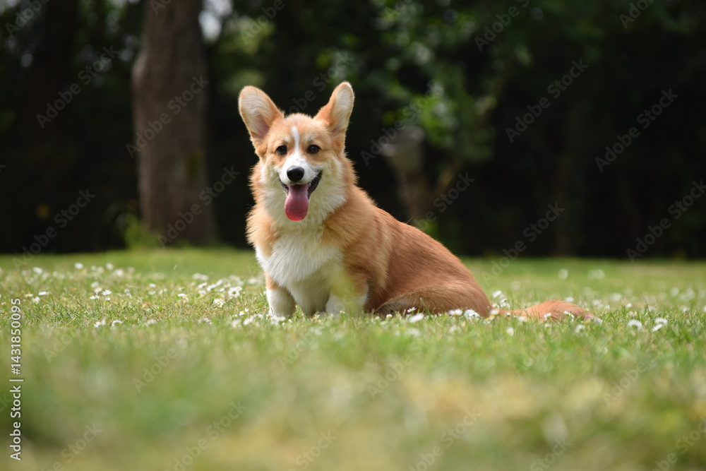 Cute Pembroke Welsh Corgi dog sitting on green grass in a sunny garden, tongue out, looking happy and playful. Perfect summer pet portrait. Cute Pembroke Welsh Corgi dog sitting on green grass in a sunny garden, tongue out, looking happy and playful. Perfect summer pet portrait.