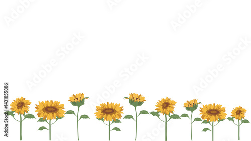 A sunflower border or a sunflower arrangement background. A picture of a field of flowers in the summer. 