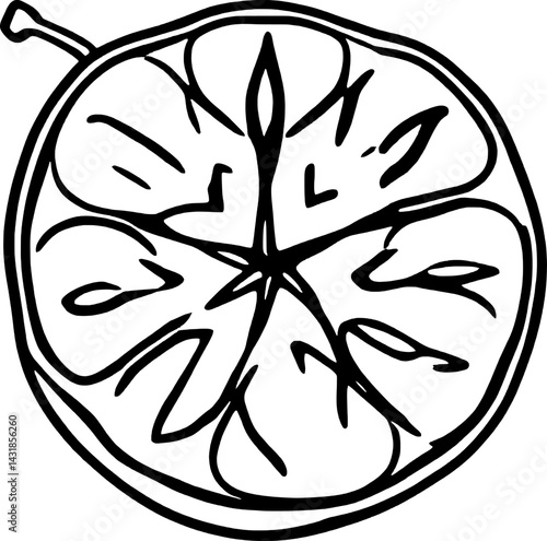 Cross-Section Drawing Of A Circular Fruit With Internal Structure