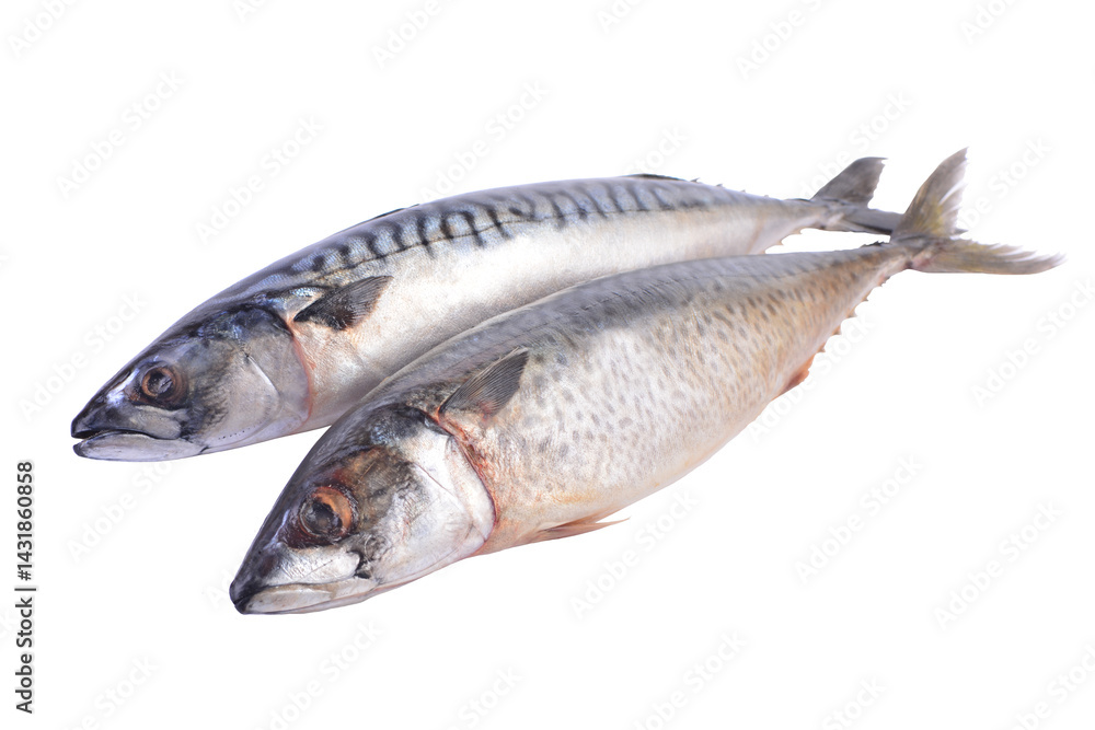 Fresh fish mackerel isolated on white