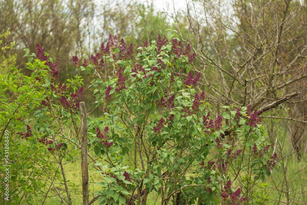 Fototapeta premium lilac flowers in the garden