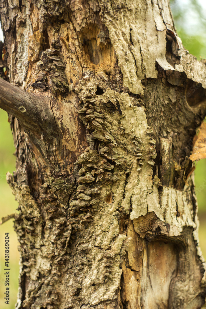 Naklejka premium bark of a tree