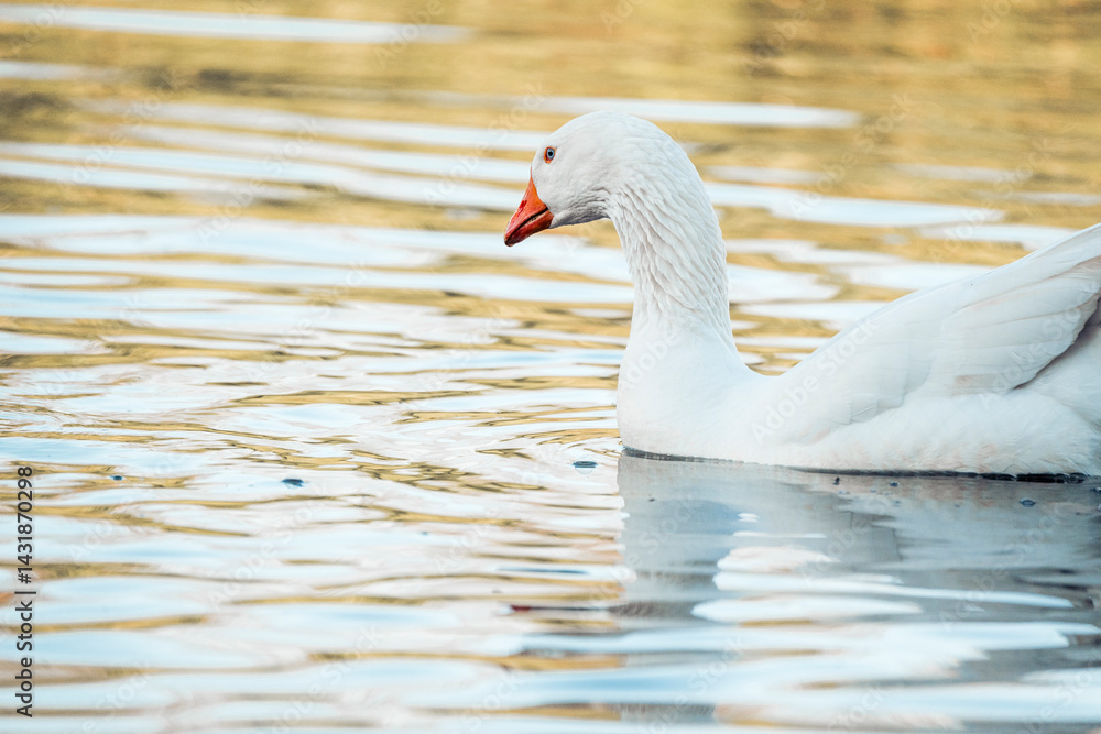 Fototapeta premium white goose pretty bird swimming in the water