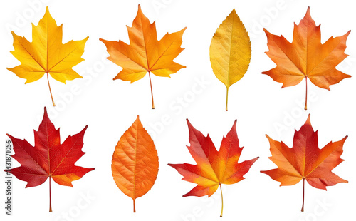 set of autumn leaves Cutout 