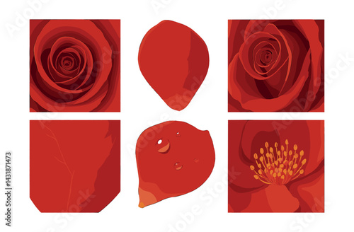 Elegant rose macro icon set: petals, blossoms, and details in flat style. Vector icons