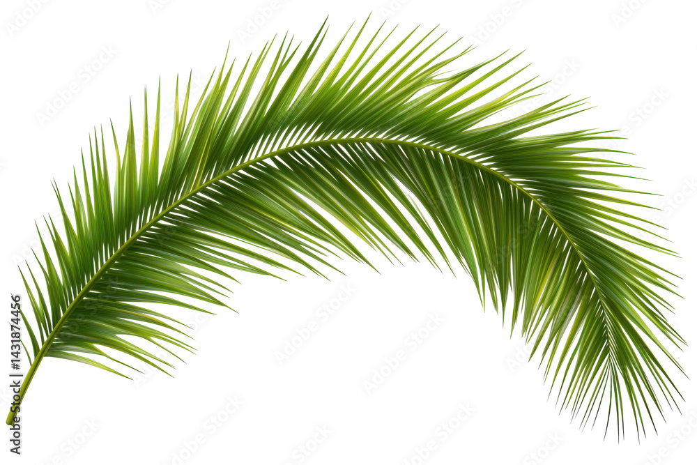 Fototapeta premium Elegant green frond gently arches in isolation against stark black background