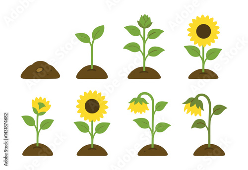 Sunflower life cycle icons set: growth stages from seed to bloom. Vector icons