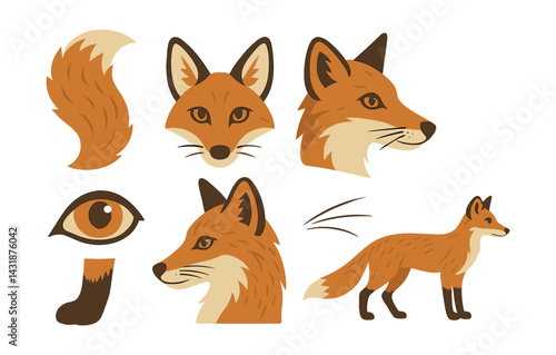 Fox anatomy icons set: stylish illustrations for design and learning. Vector icons