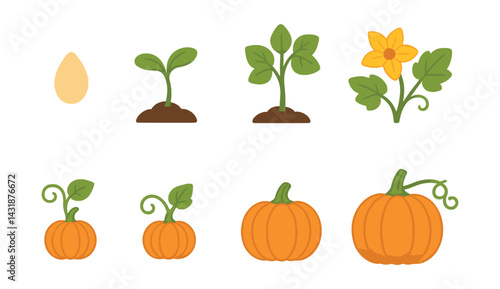 Pumpkin life cycle icons set: from seed to harvest in a flat style. Vector icons