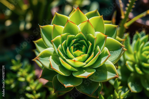 Close-up of a Vibrant Succulent Plant