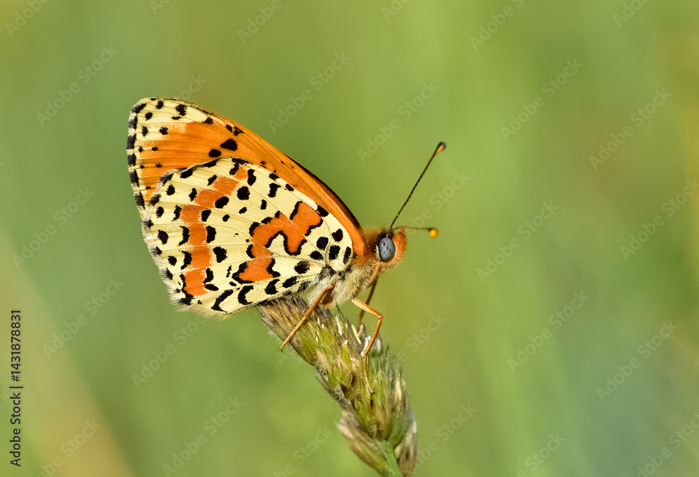 Obraz premium wildlife photos. photos of butterflies in natural areas.