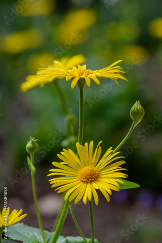 Doronicum orientale leopards bane bright yellow spring flowers in bloom, ornamental garden flowering plant
