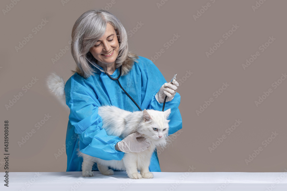 Veterinarian examining a white angora cat Veterinarian examining a white angora cat