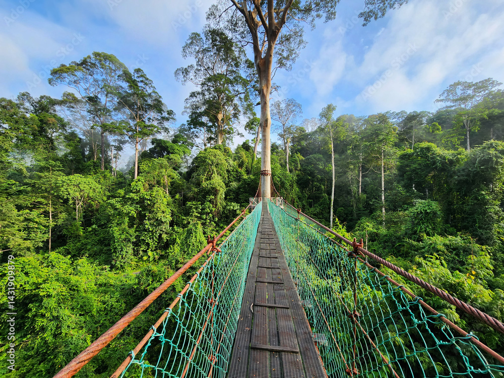 Fototapeta premium View of tree top canopy suspension bridge and platform in Danum Valley Tropical Rain forest Lahad Datu Sabah