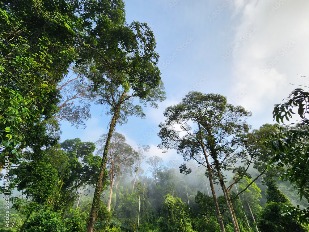Obraz premium Foggy morning at Danum Valley rain forest in Lahad Datu Sabah