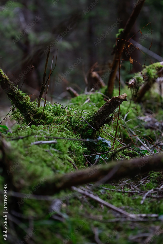 green moss on a log in the forest green moss on a log in the forest