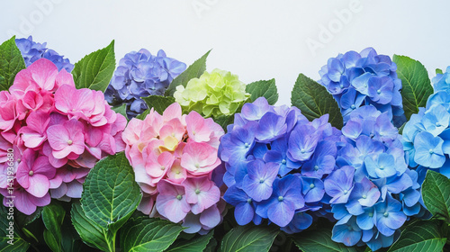 Wallpaper Mural Elegant wedding invitation card background . Minimal hand painted watercolor Hydrangea flowers texture template background. Design for wedding, vip cover, poster, rsvp moderncard.Valentine's Day Torontodigital.ca