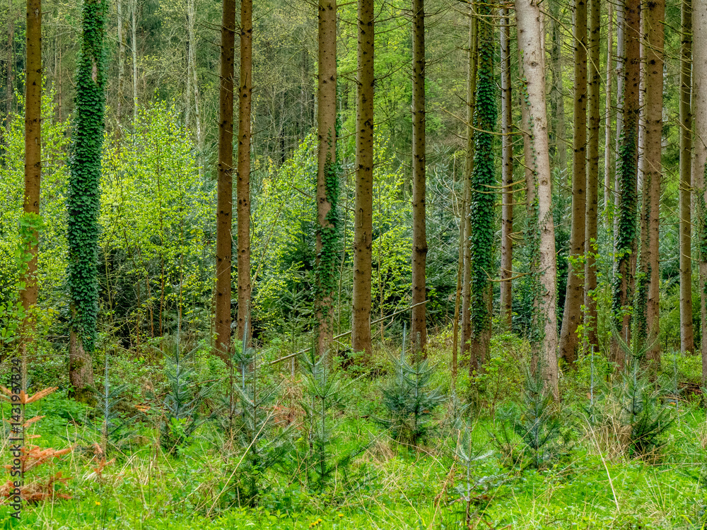 Wiederaufforstung im Mischwald im Frühjahr
Wiederaufforstung im Mischwald im Frühjahr