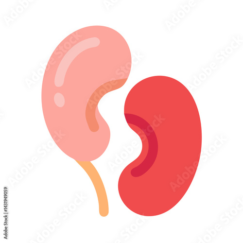 Human Kidneys Illustration - Anatomical Internal Organs Diagram