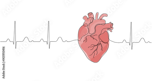 Human red heart one line continuous drawing. Vector internal organ illustration