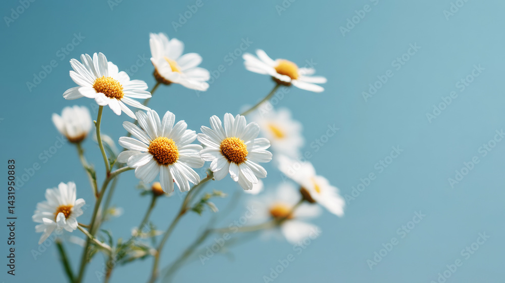 Obraz premium Delicate white chamomile blossoming against azure sky, golden centers glowing, soft lens flare highlighting pure botanical simplicity