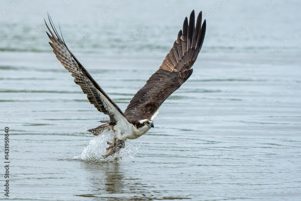 An osprey flying with a freshly caught fish An osprey flying with a freshly caught fish