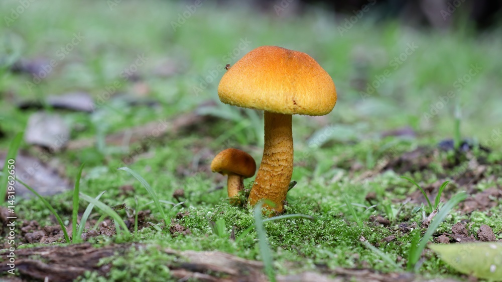 Mushrooms in nature, small background between brown, yellow and orange. Mushrooms in nature, small background between brown, yellow and orange.
