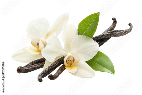 Close up of a bunch of vanilla flowers with their stems and leaves, isolated