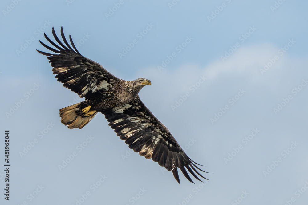 Naklejka premium Juvenile American Bald eagle flying over a river