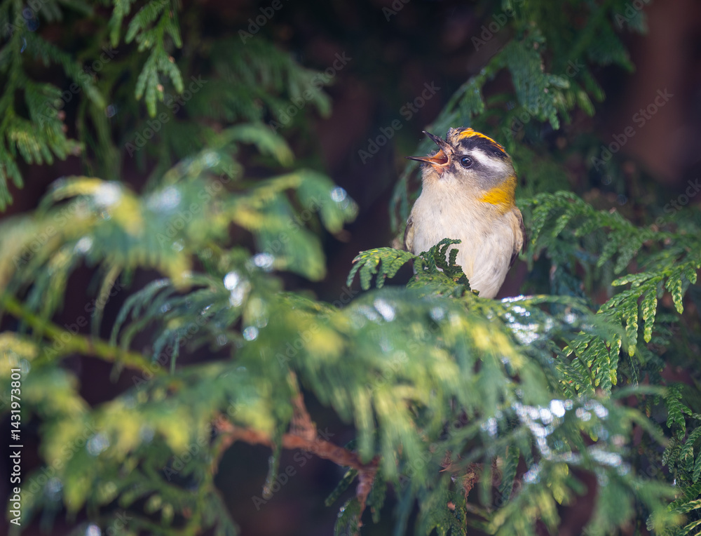 The firecrest, one of the smallest birds in European avifauna. At first glance, it appears as a generally plump bird, with greenish hues and a head adorned with a characteristic striped pattern.