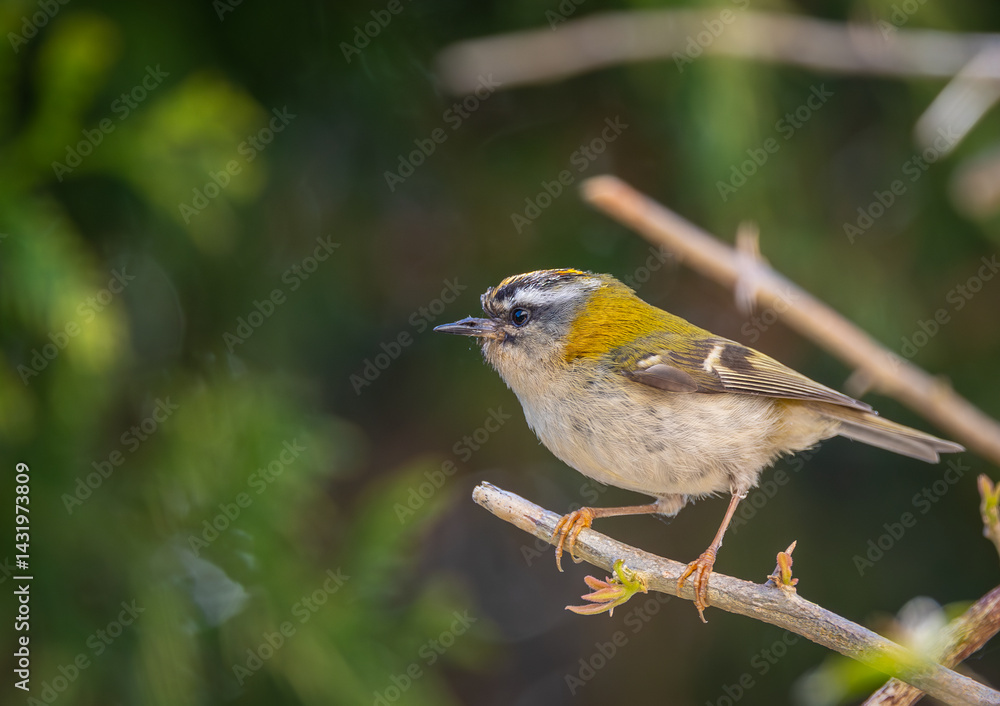The firecrest, one of the smallest birds in European avifauna. At first glance, it appears as a generally plump bird, with greenish hues and a head adorned with a characteristic striped pattern.